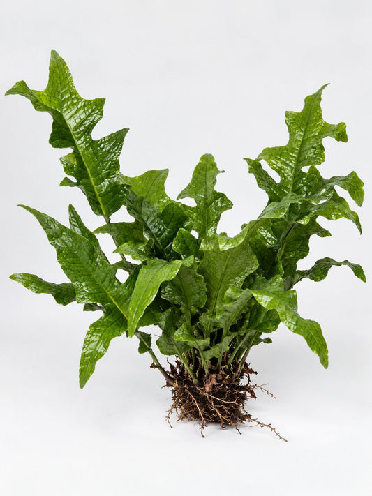 Microsorum Musifolium Crocodyllus Cutting – rare plant for sale