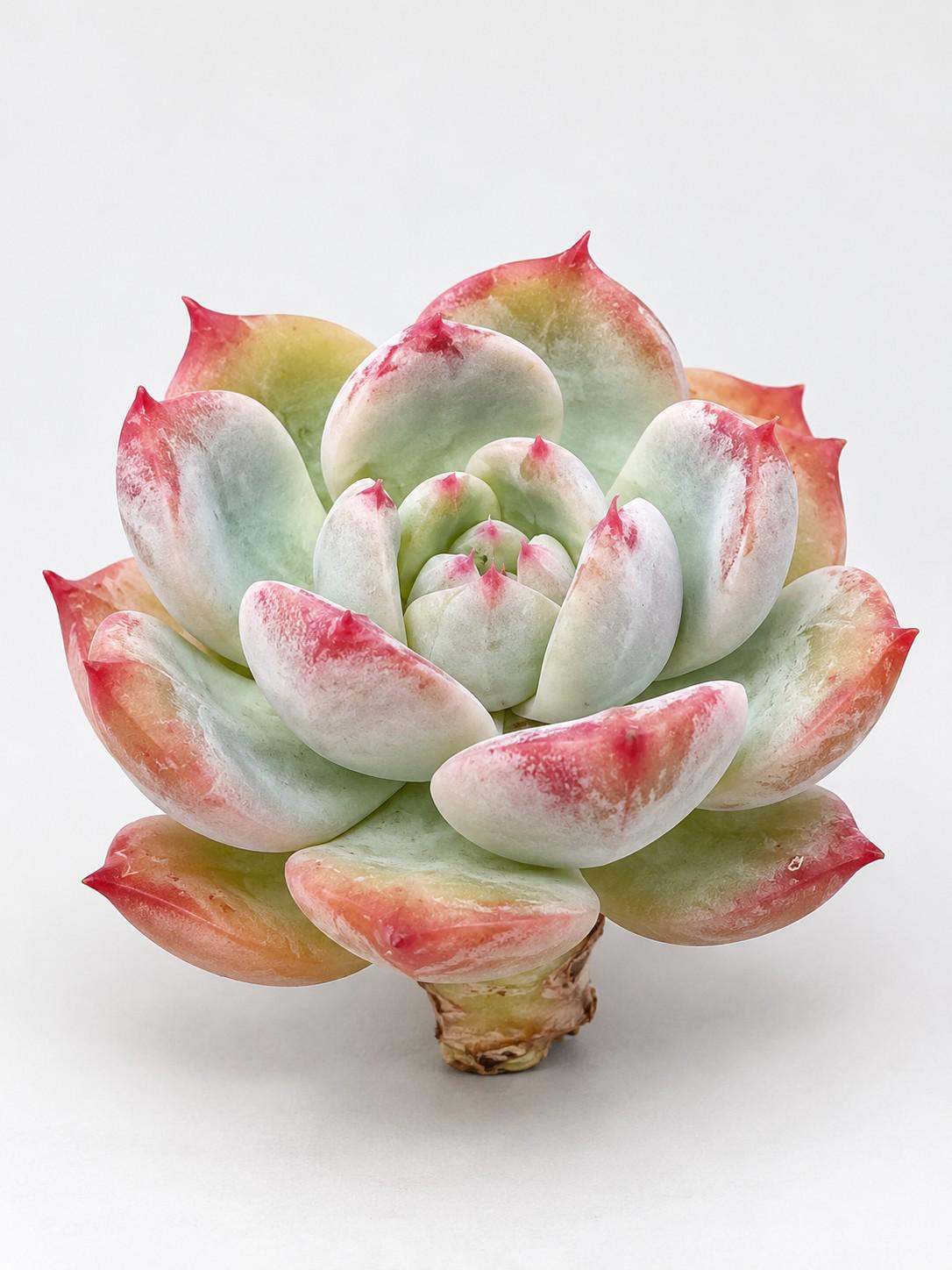 Echeveria Crimson Romance leaf cutting