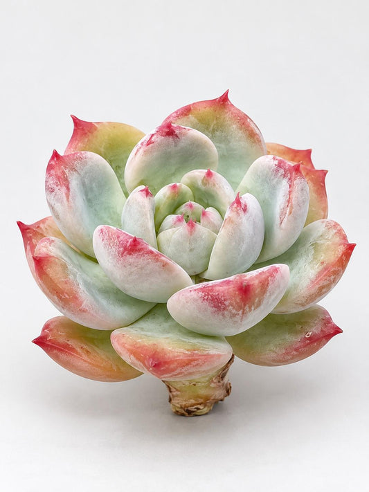 Echeveria Crimson Romance leaf cutting