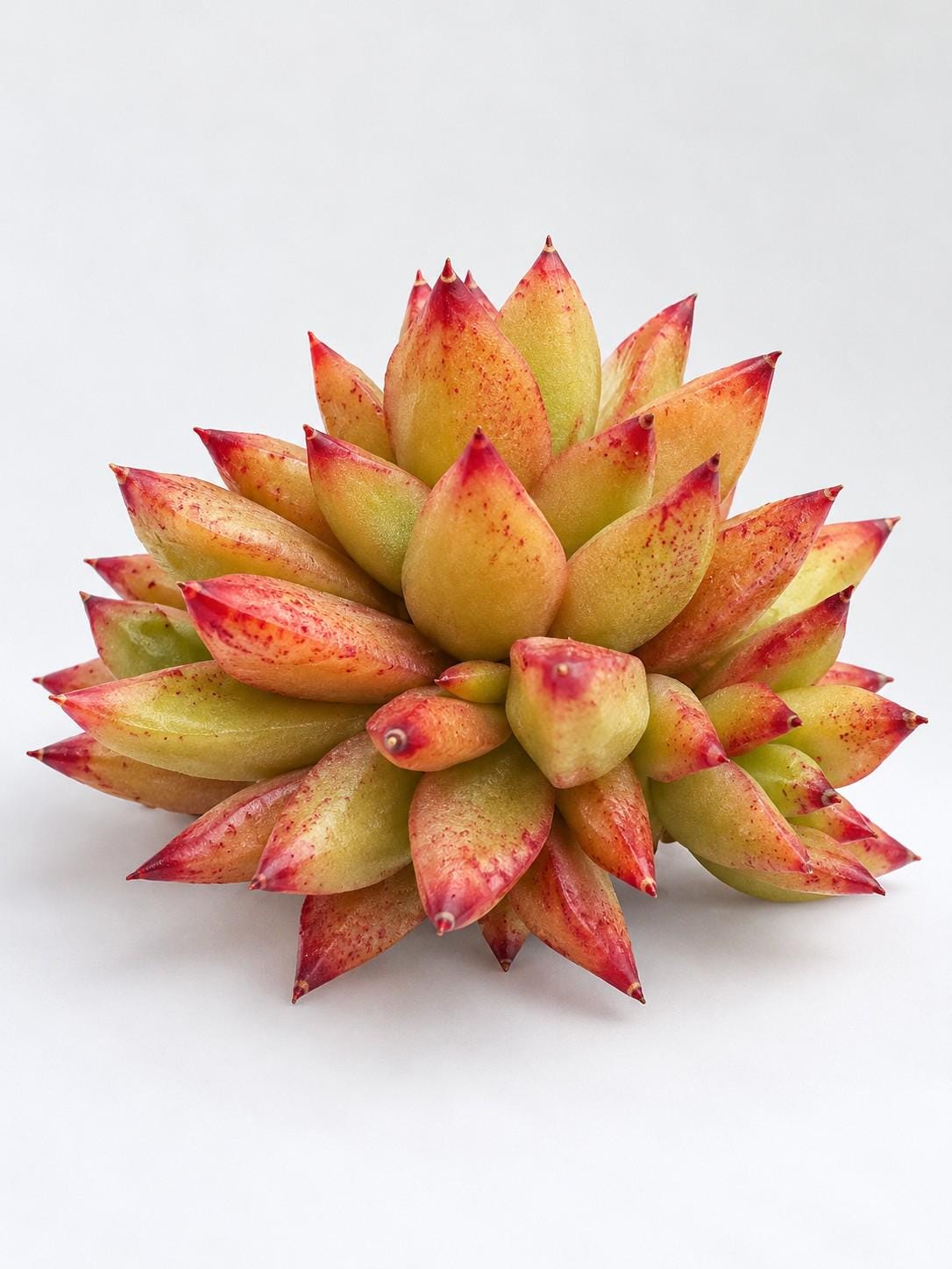 Echeveria Australian Jenny leaf cutting