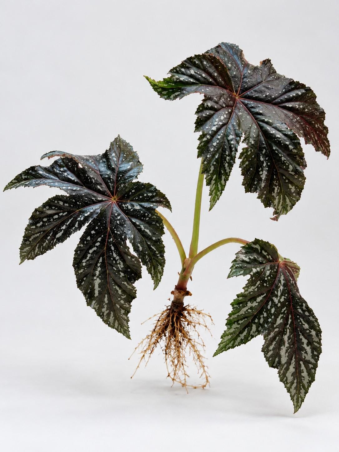 Begonia Gryphon cutting