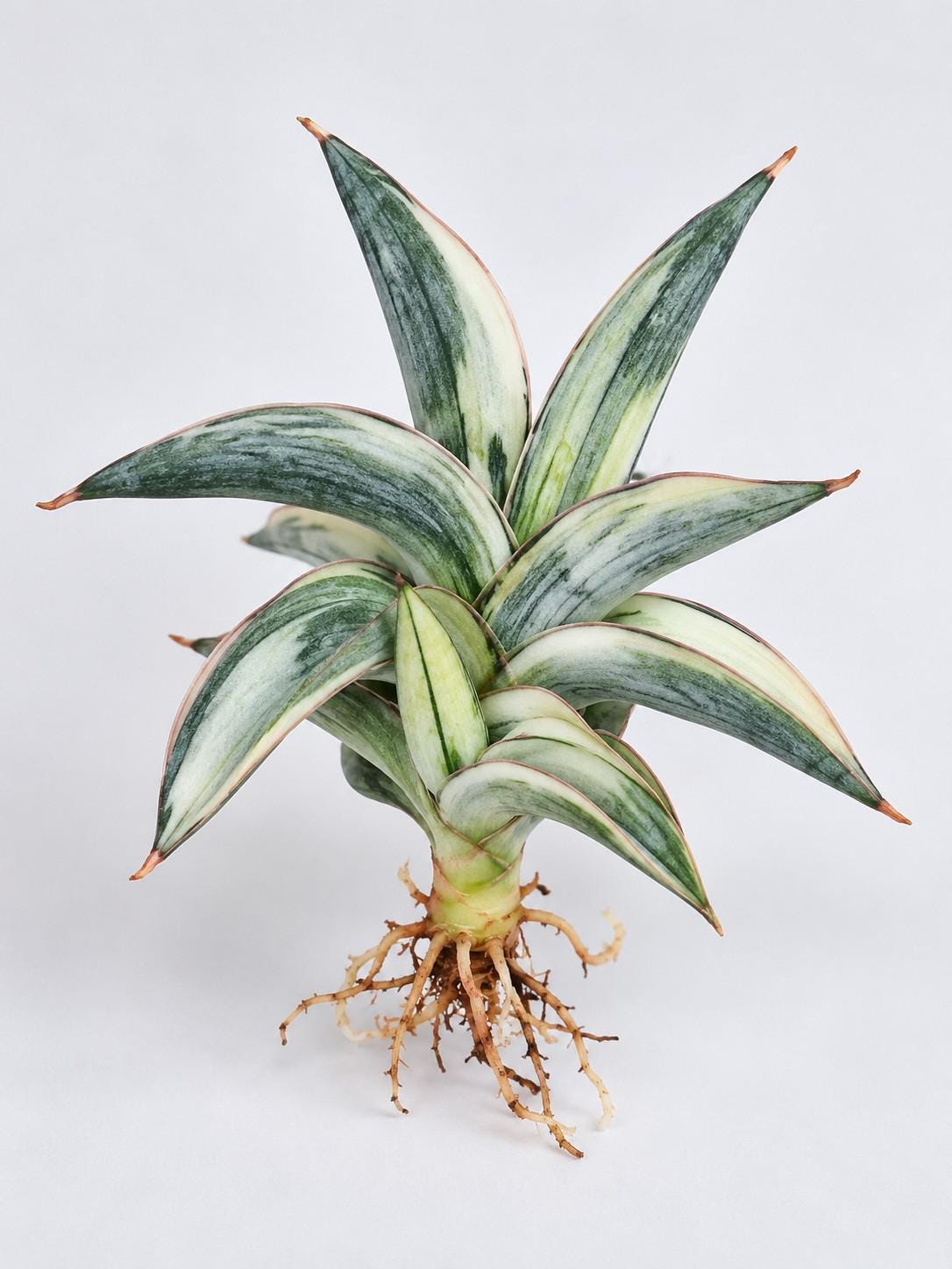 Sansevieria Blue Cone Variegata cutting