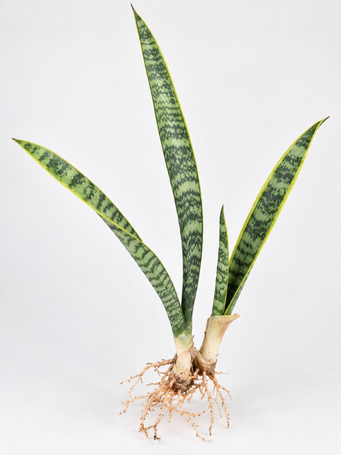 Sansevieria Herminia cutting