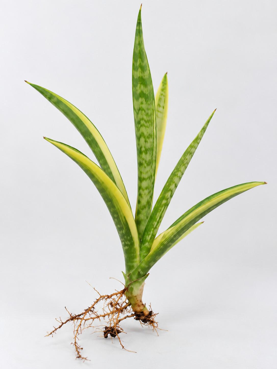Sansevieria Cordova Variegata cutting