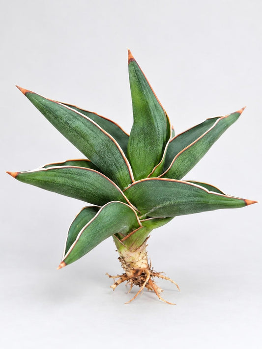 Sansevieria Ehrenbergii cutting