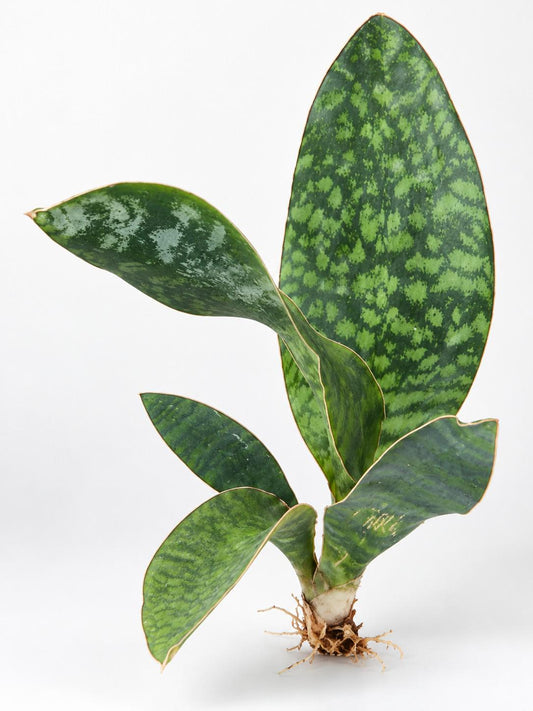 Sansevieria Whale Fin cutting