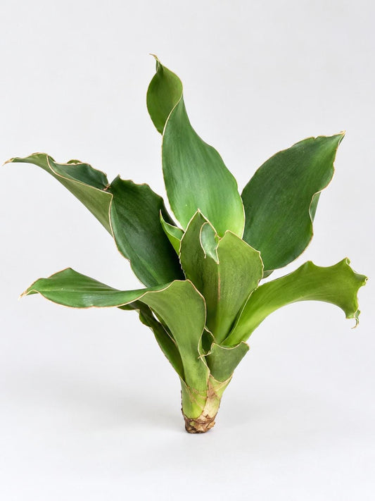 Sansevieria Star Rose cutting