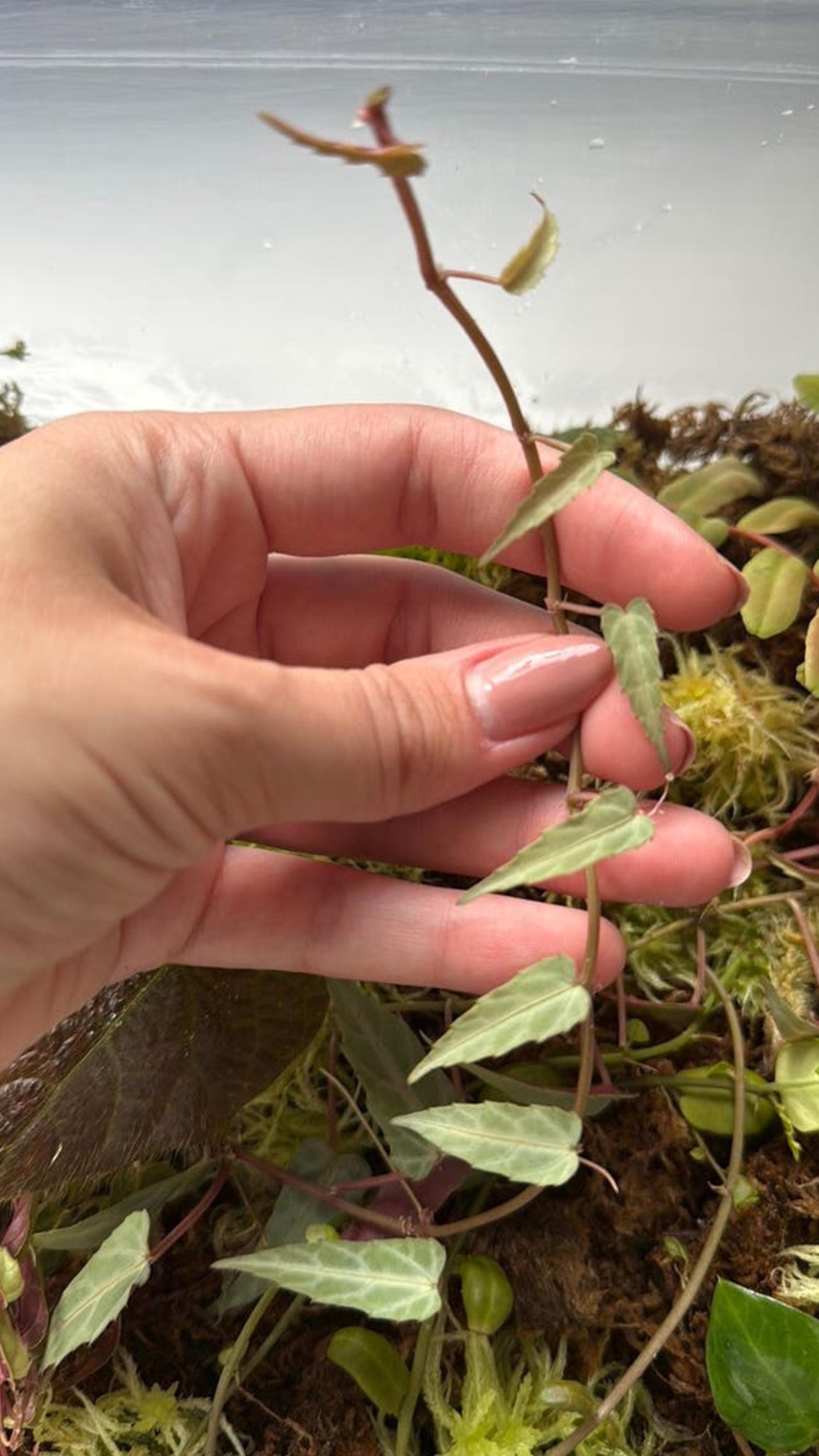 Cissus Amazonica cutting