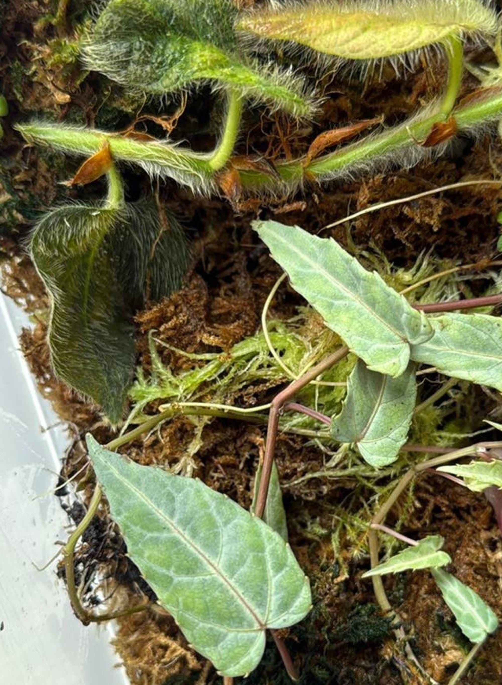 Cissus Amazonica cutting