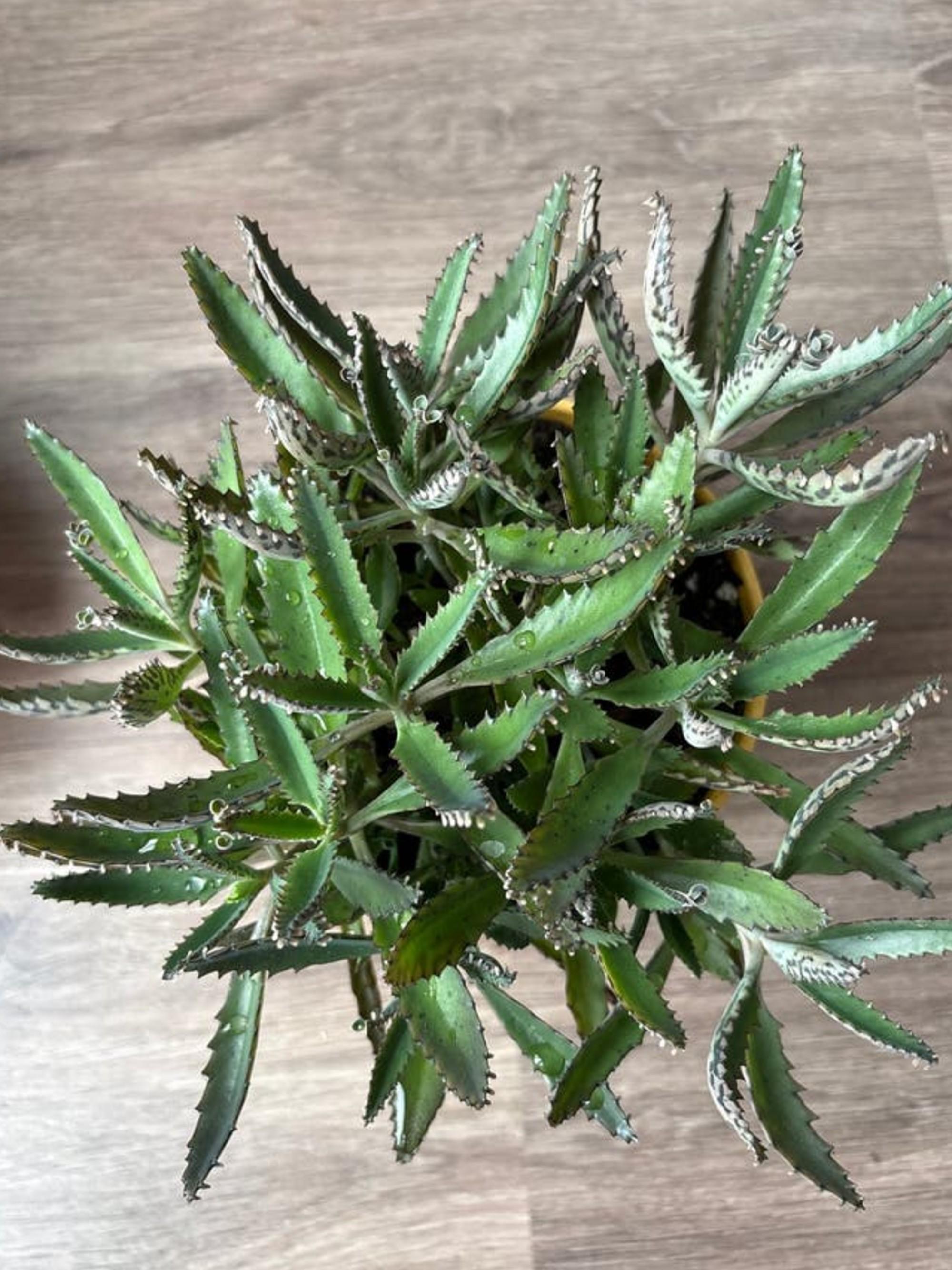 Kalanchoe Daigremontiana (Mother of Thousands) cutting