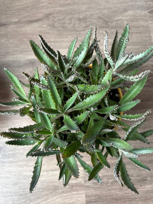 Kalanchoe Daigremontiana (Mother of Thousands) cutting