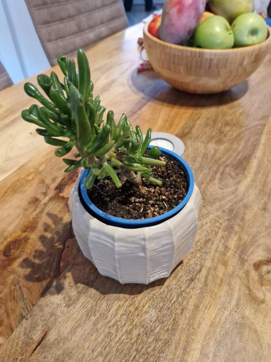 Crassula Ovata Gollum cutting