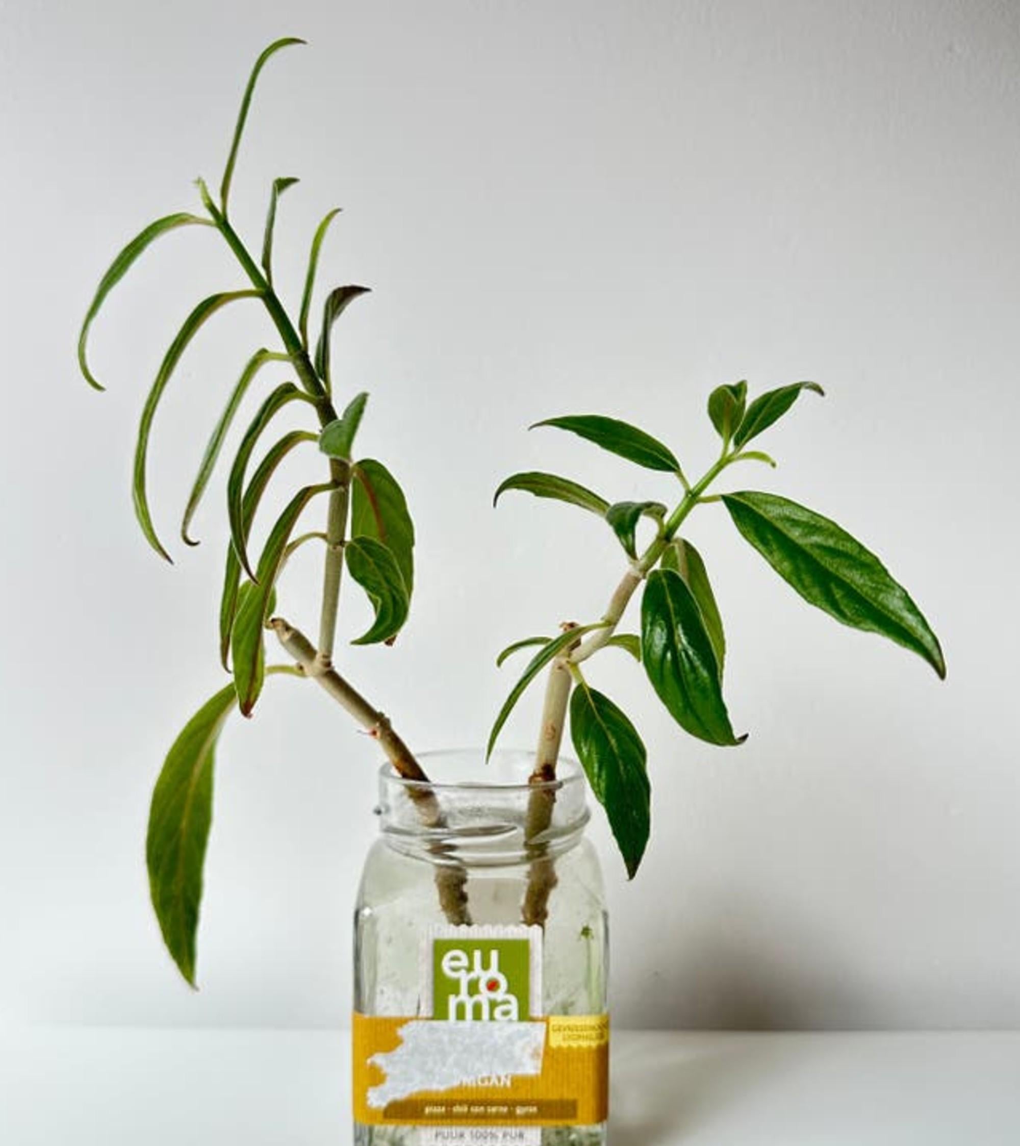Columnea Schiedeana cutting