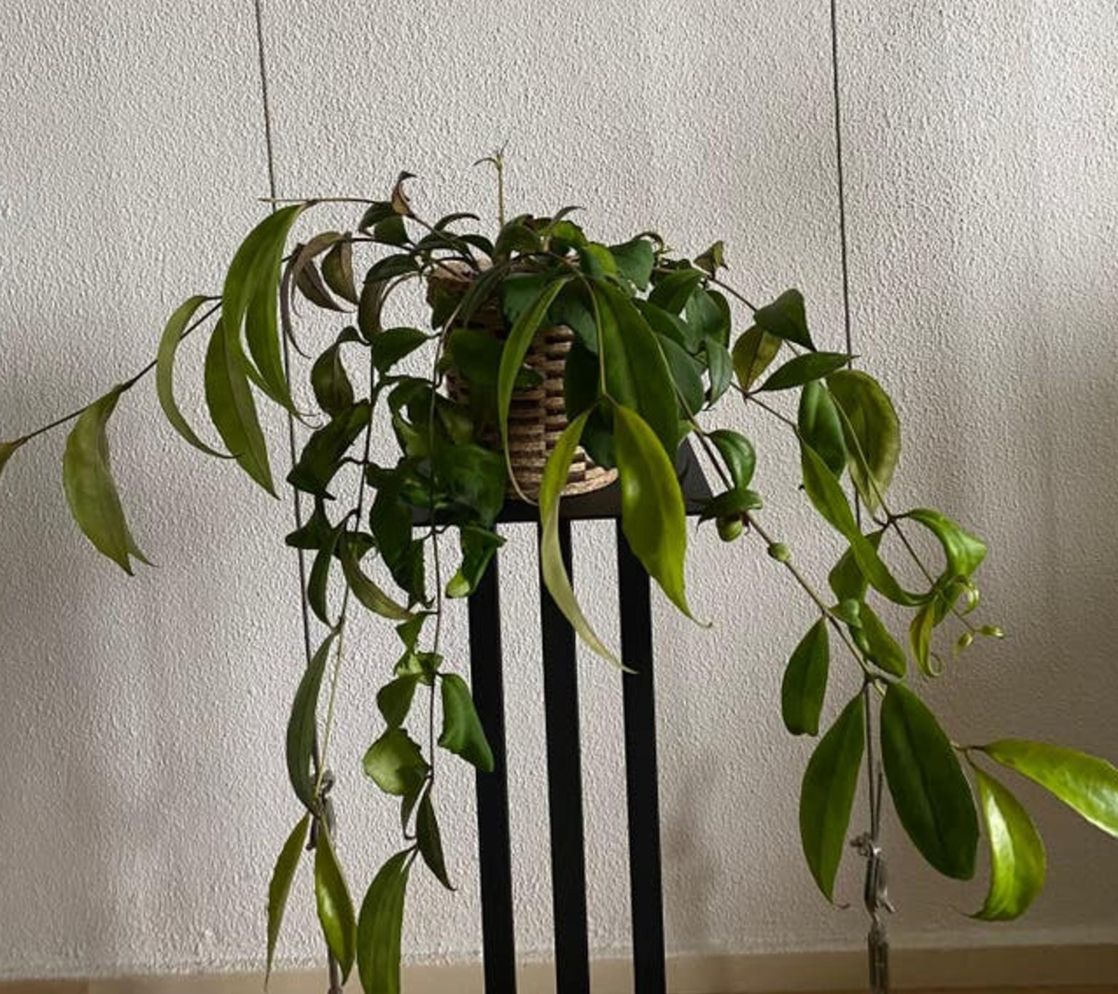 Aeschynanthus Marmoratus cutting