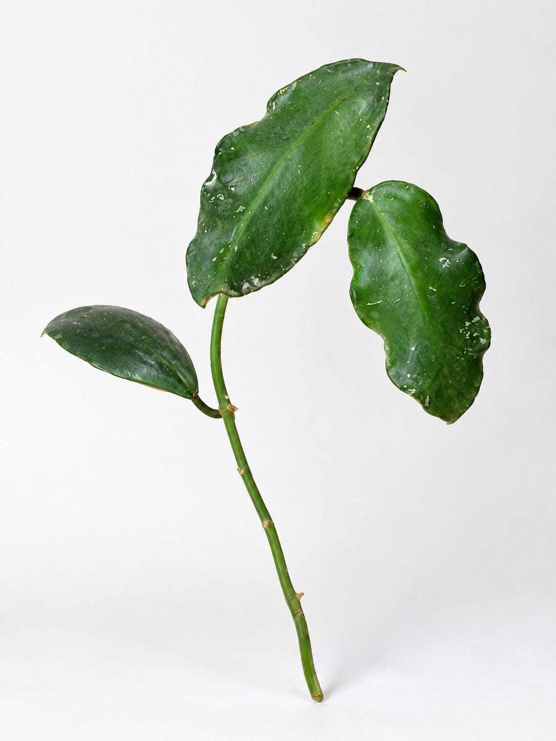 Hoya Waymaniae cutting