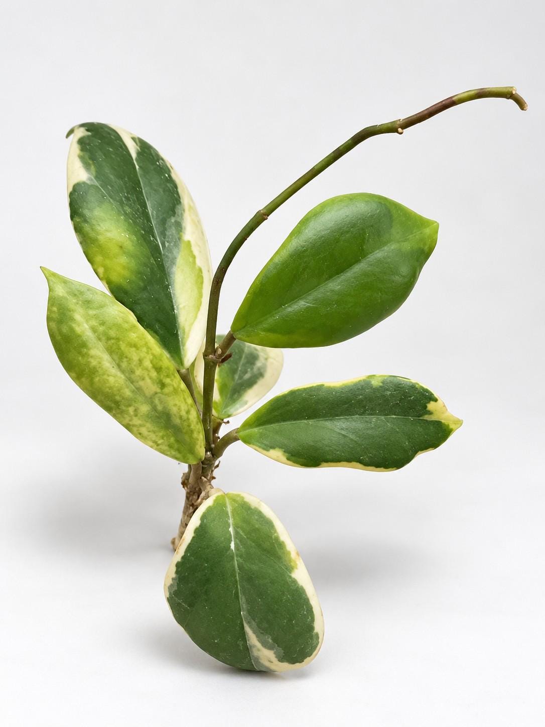 Hoya Incrassata Albomarginata cutting