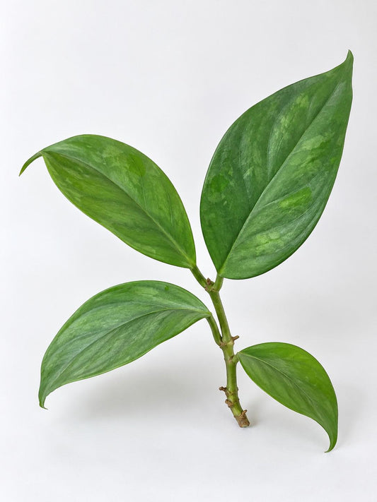 Hoya Phyllura Linusii cutting