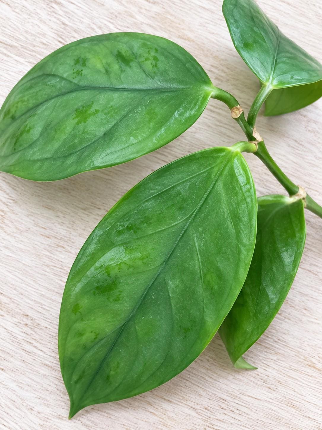 Hoya Phyllura Linusii cutting photo 2