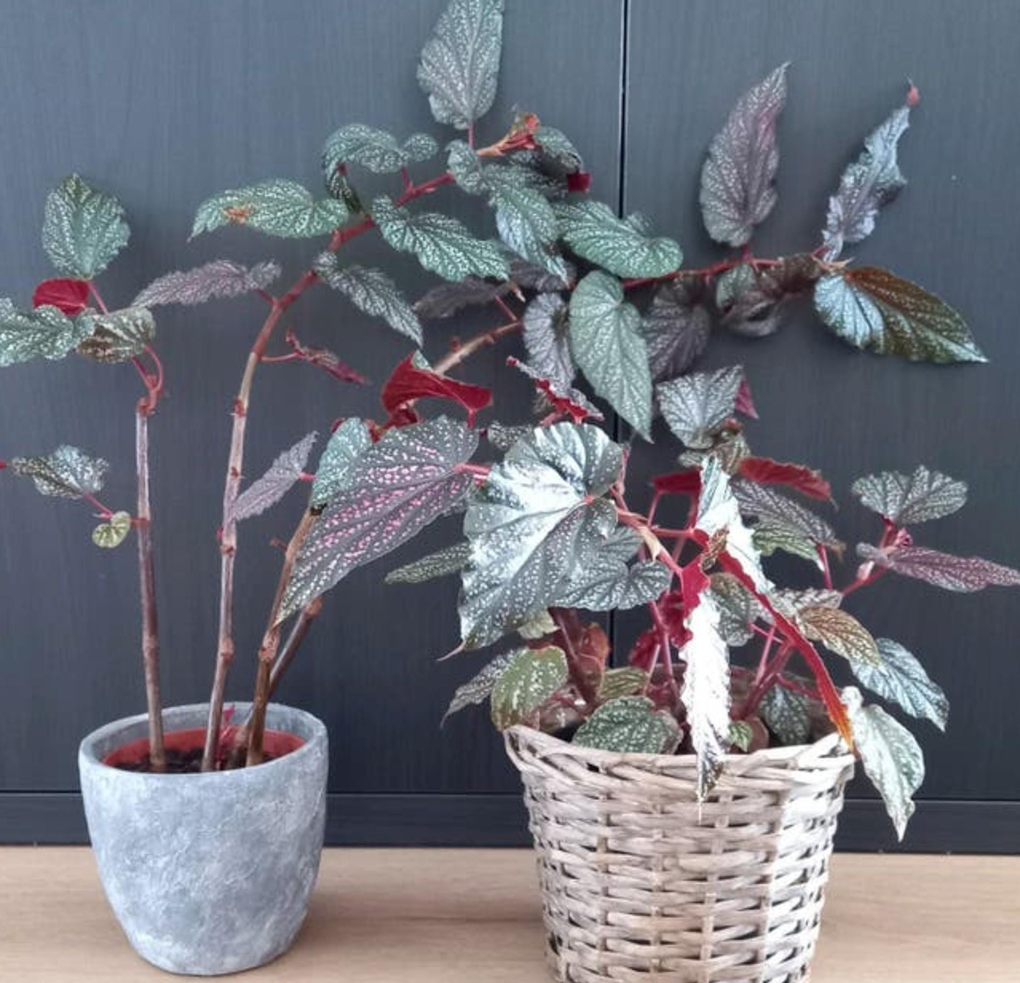 Begonia Angel Wing Pink Spot cutting