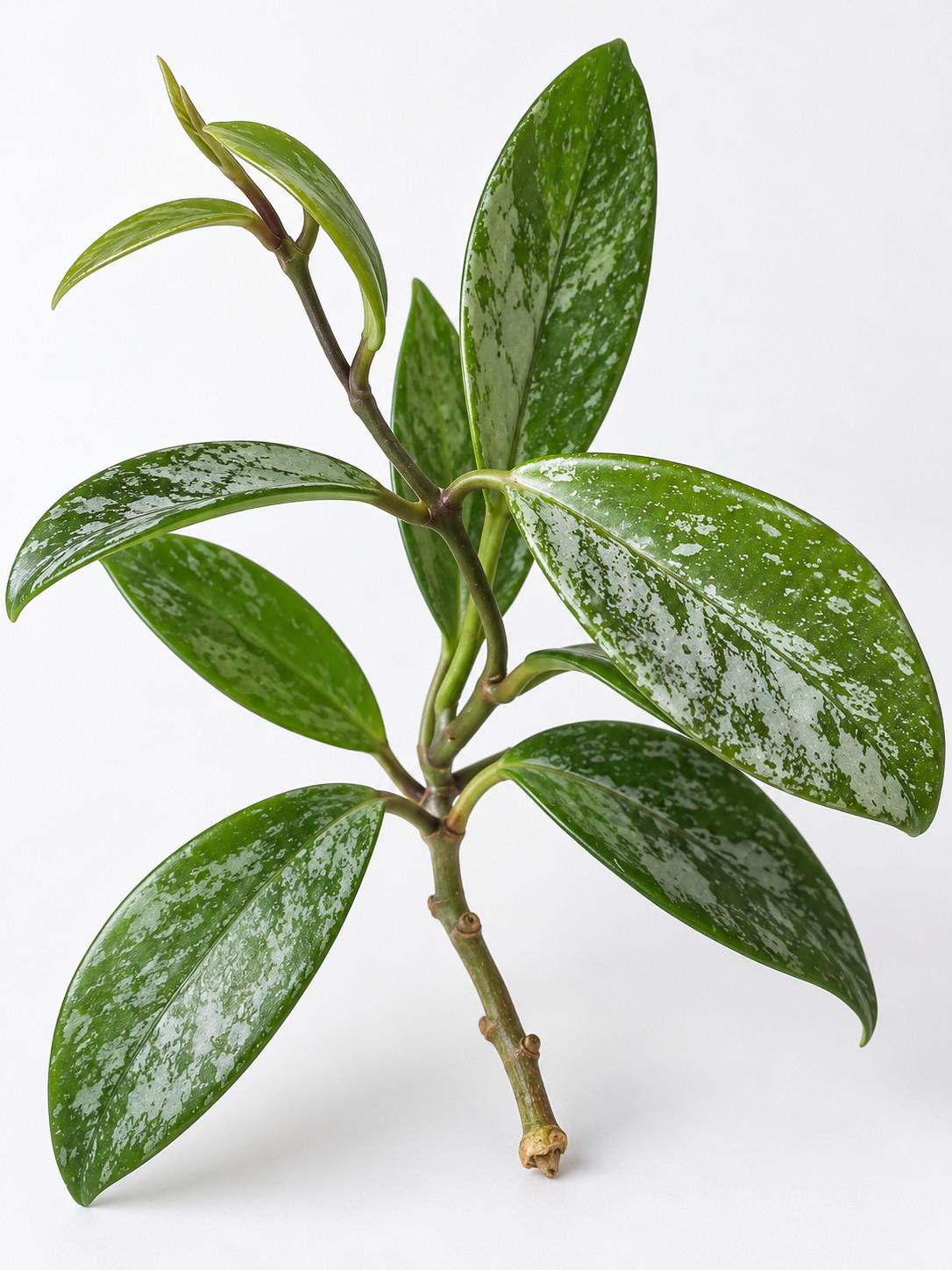 Hoya Pubicalix Splash cutting