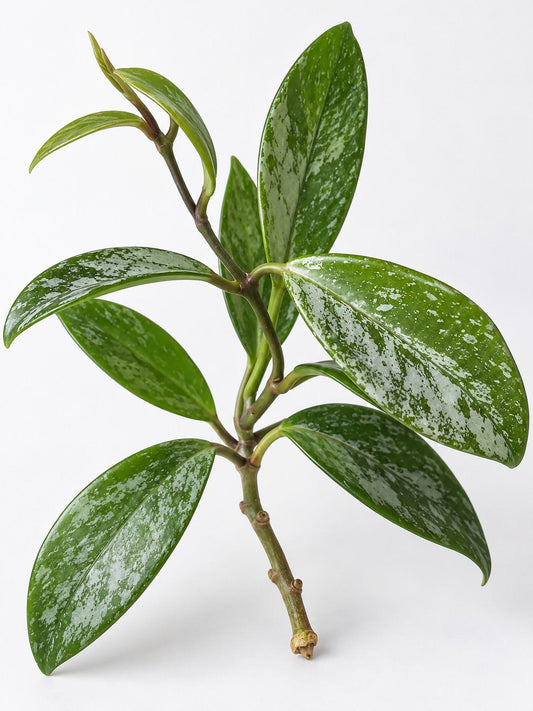 Hoya Pubicalix Splash cutting