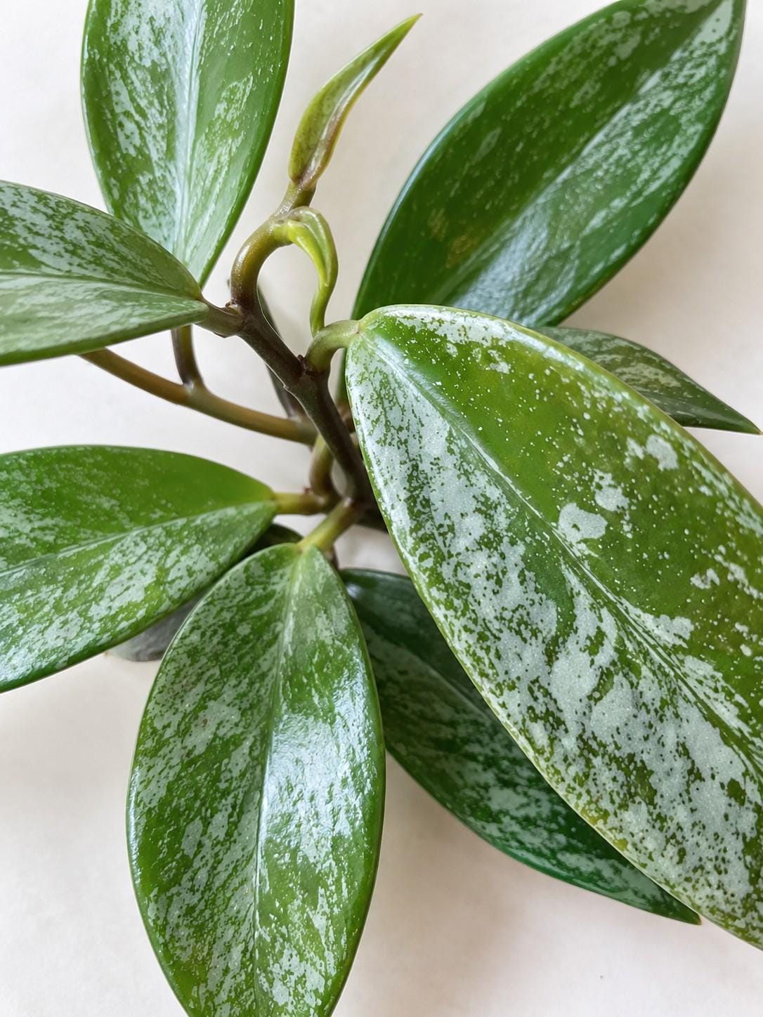 Hoya Pubicalix Splash cutting photo 2