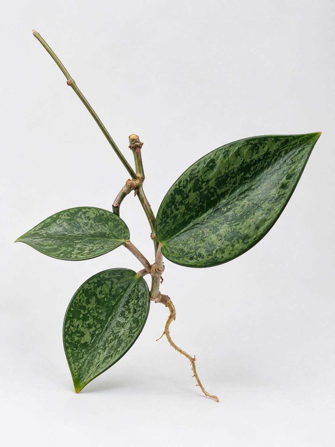 Hoya Rangsan cutting