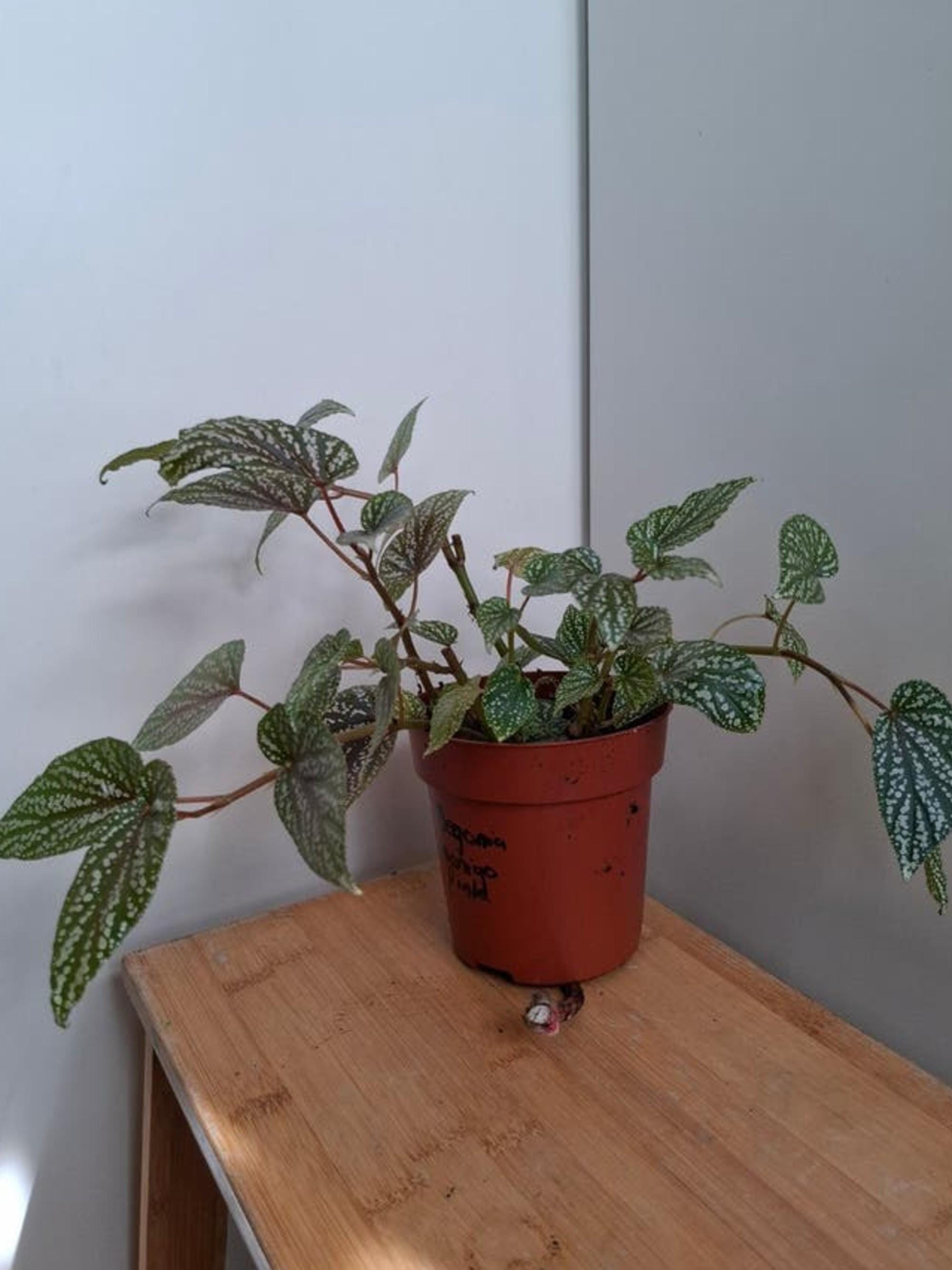 Begonia Benigo Pink Spot cutting