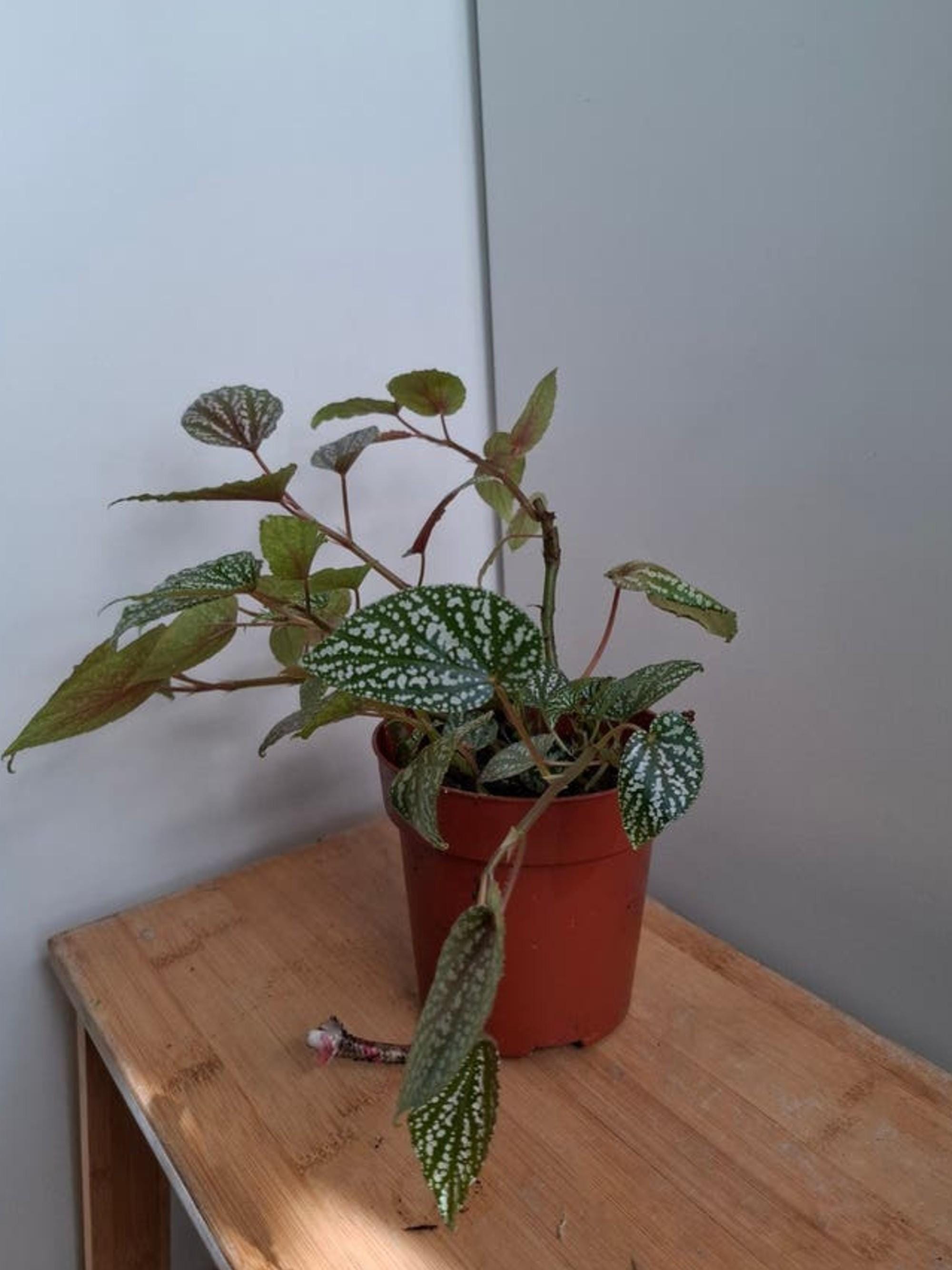 Begonia Benigo Pink Spot cutting