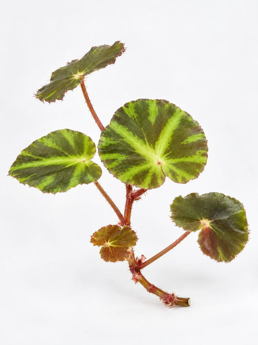 Begonia Cleopatra cutting