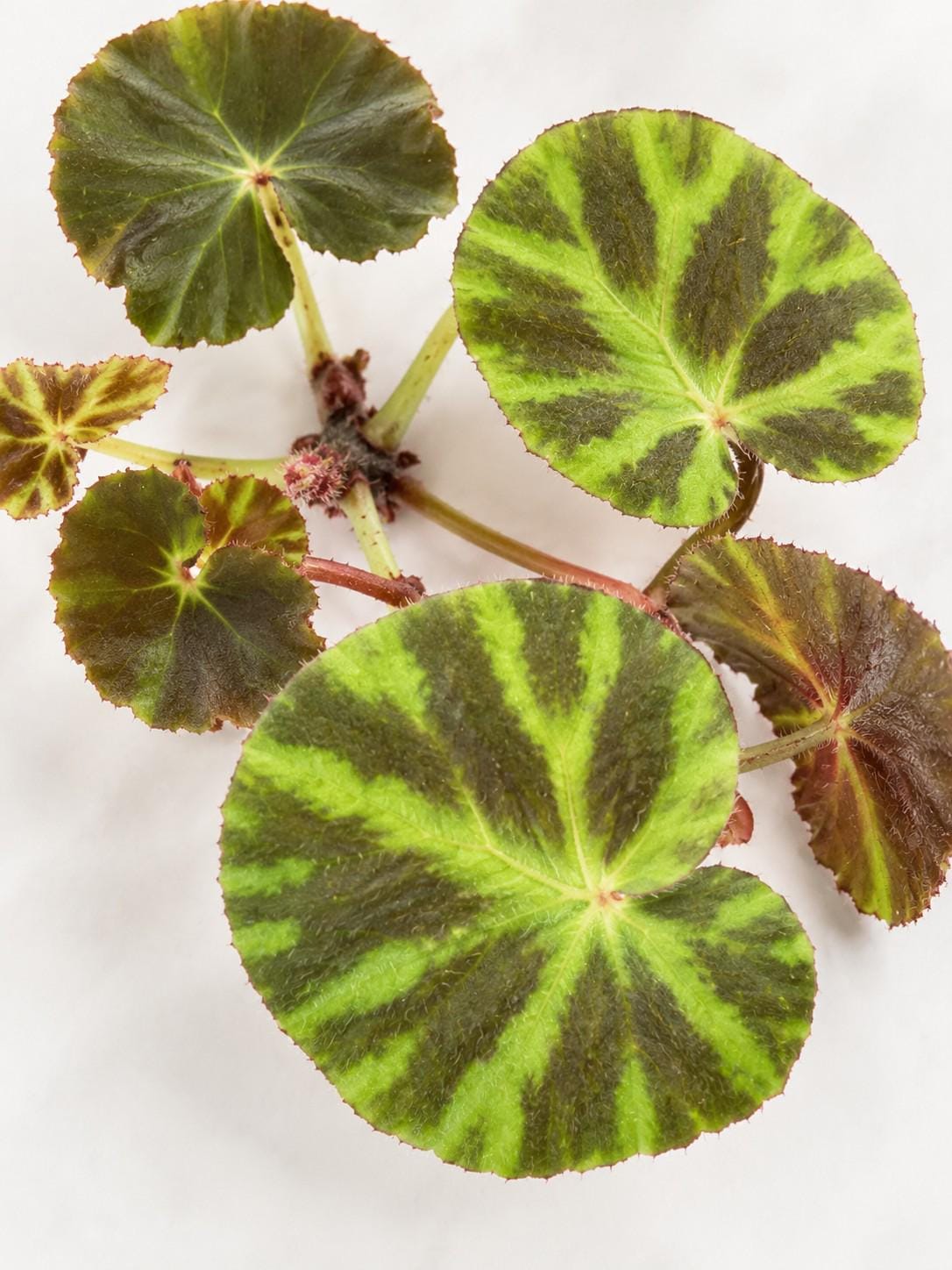 Begonia Cleopatra cutting photo 2