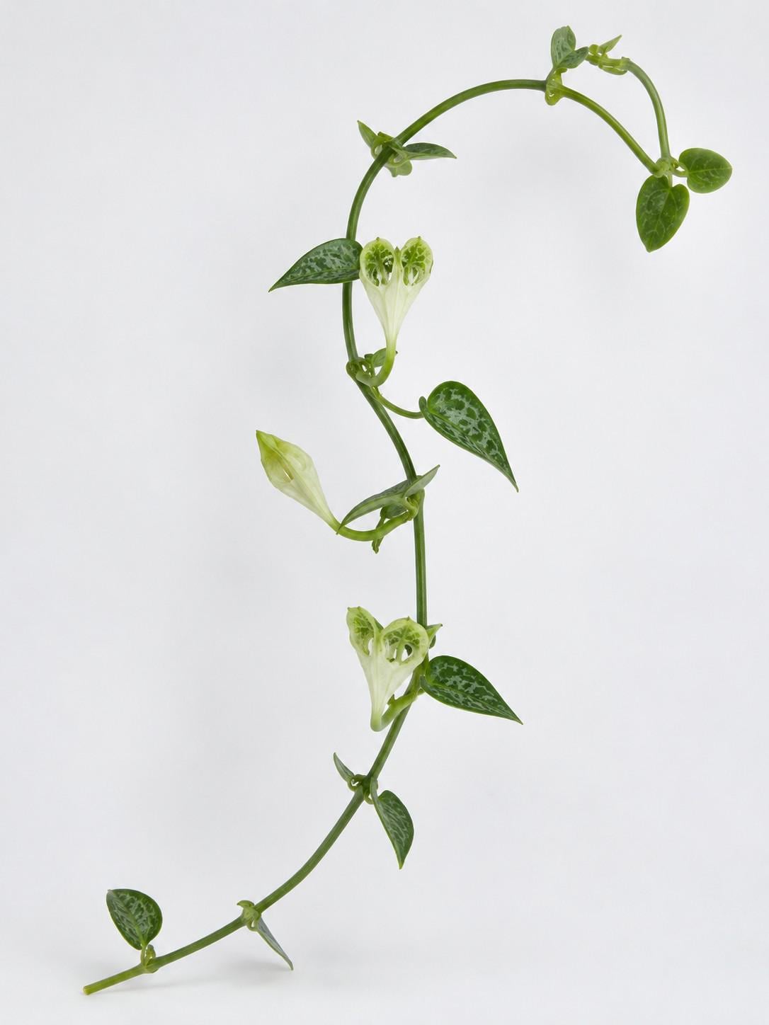 Ceropegia Sandersonii cutting