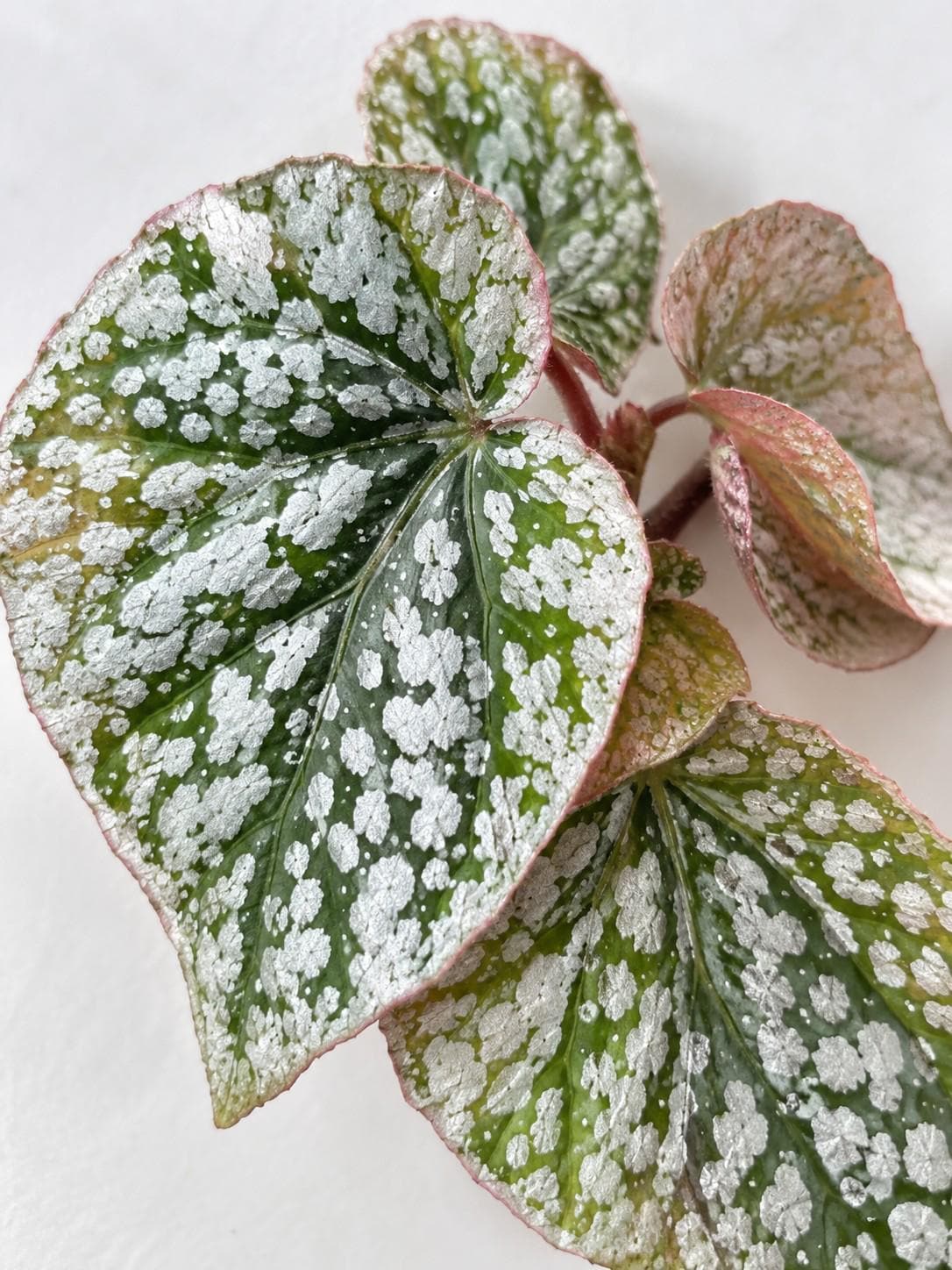 Begonia Snowcapped Variegata cutting photo 2