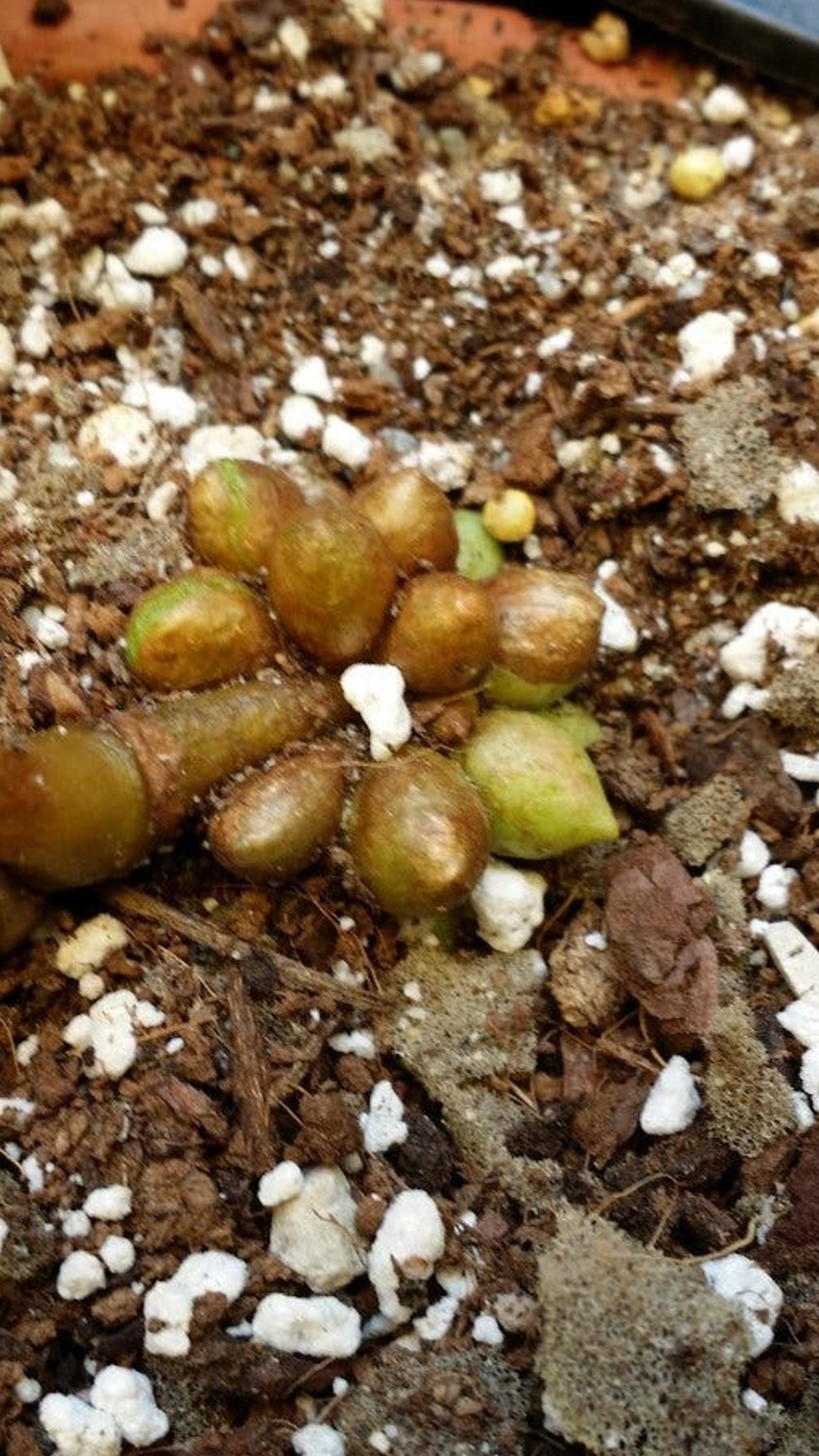 Begonia Socotrana cutting