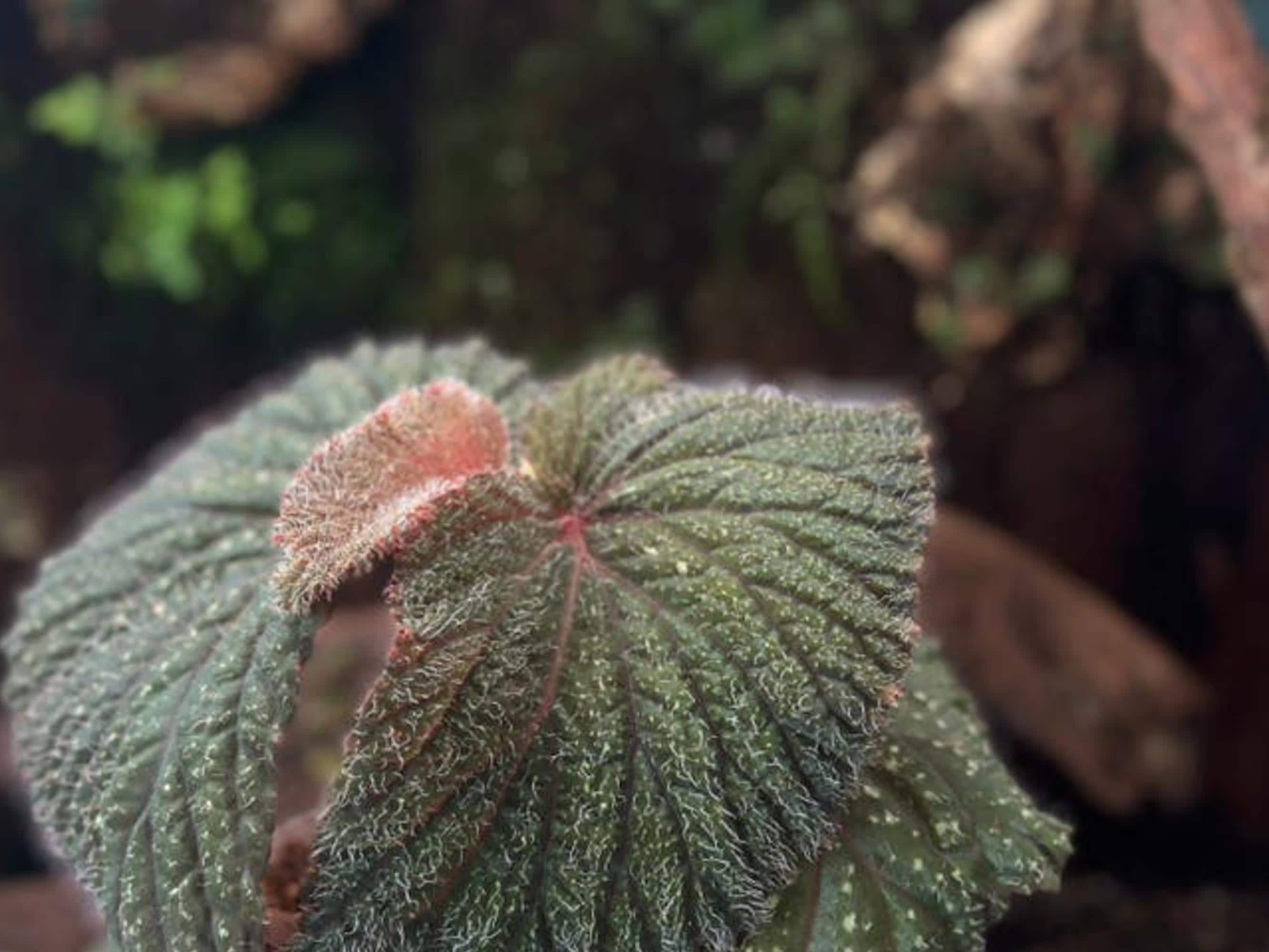 Begonia sp. Kalimantan cutting