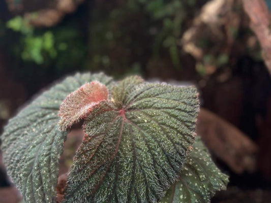 Begonia sp. Kalimantan cutting