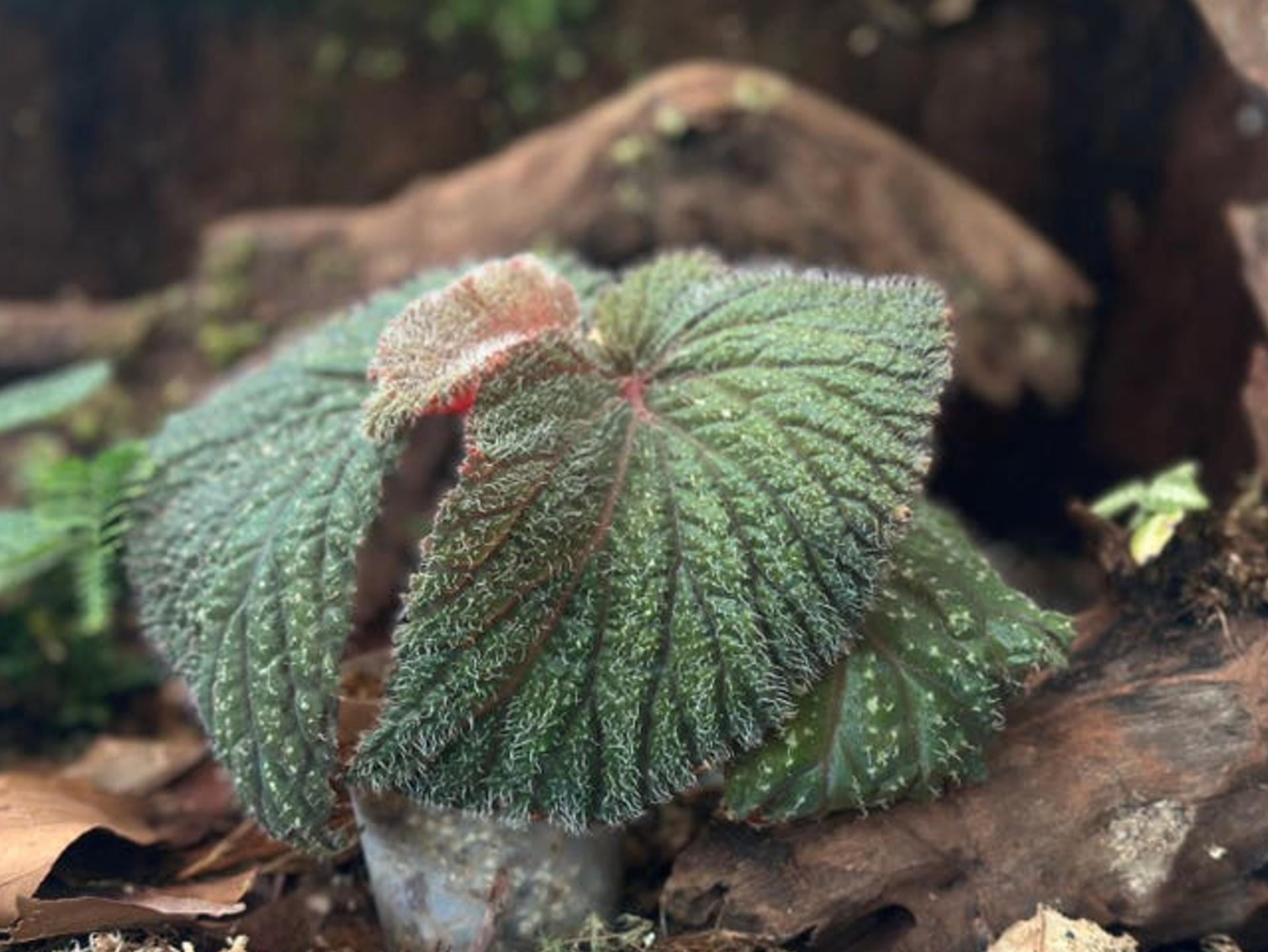 Begonia sp. Kalimantan cutting