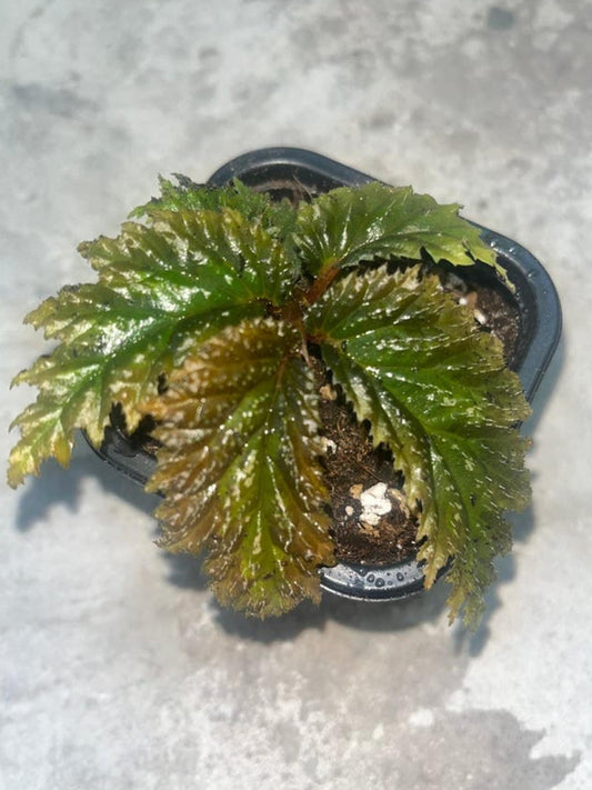 Begonia sp. Yamor cutting