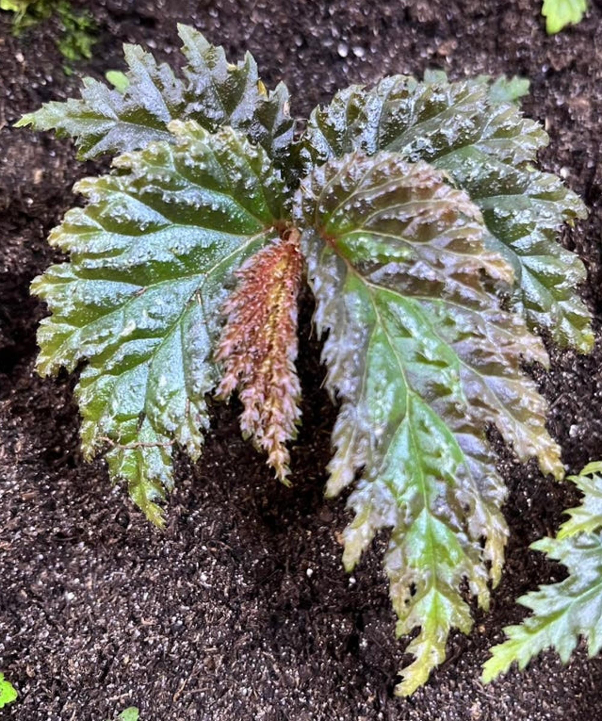 Begonia sp. Yamor cutting