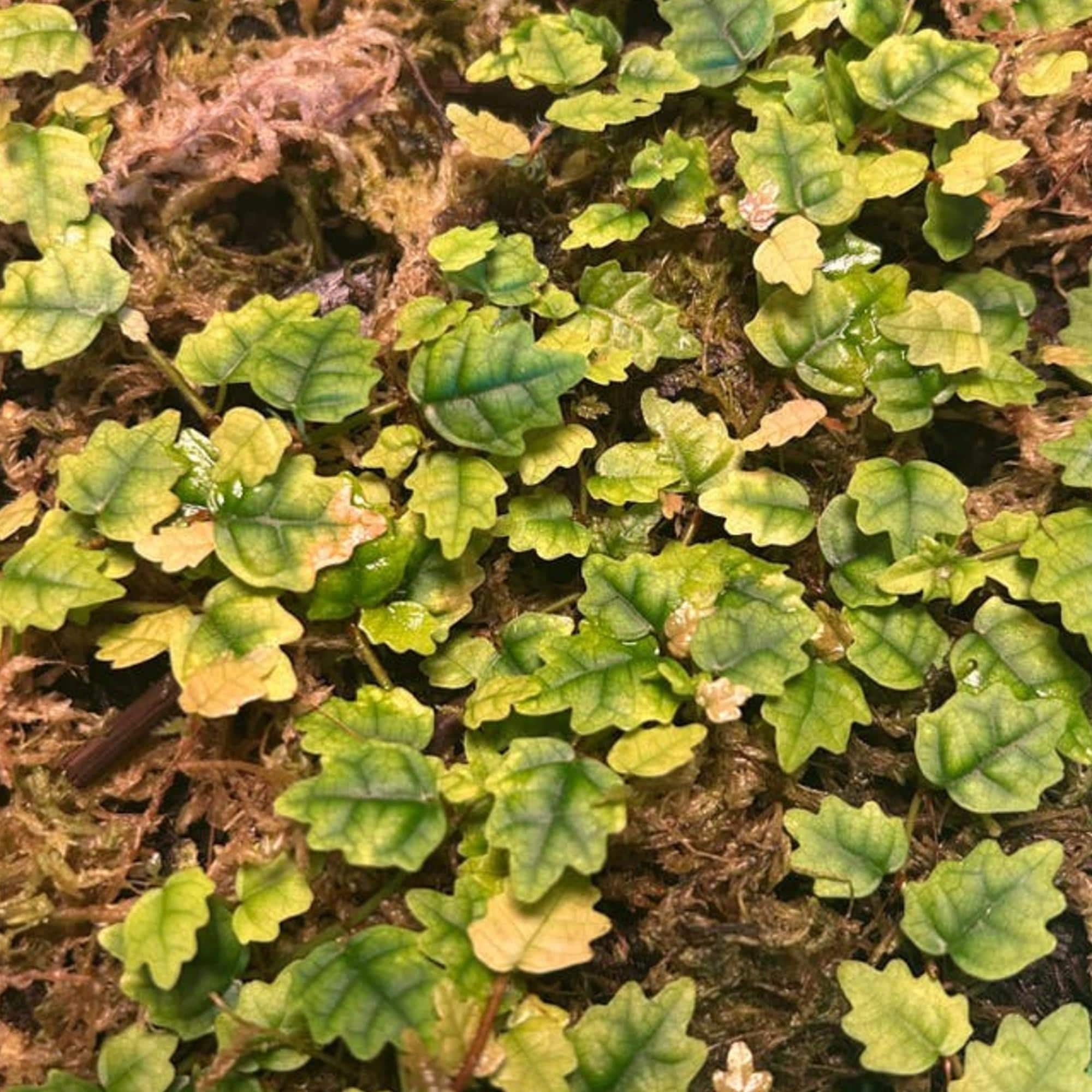 Ficus Pumila Quercifolia cutting