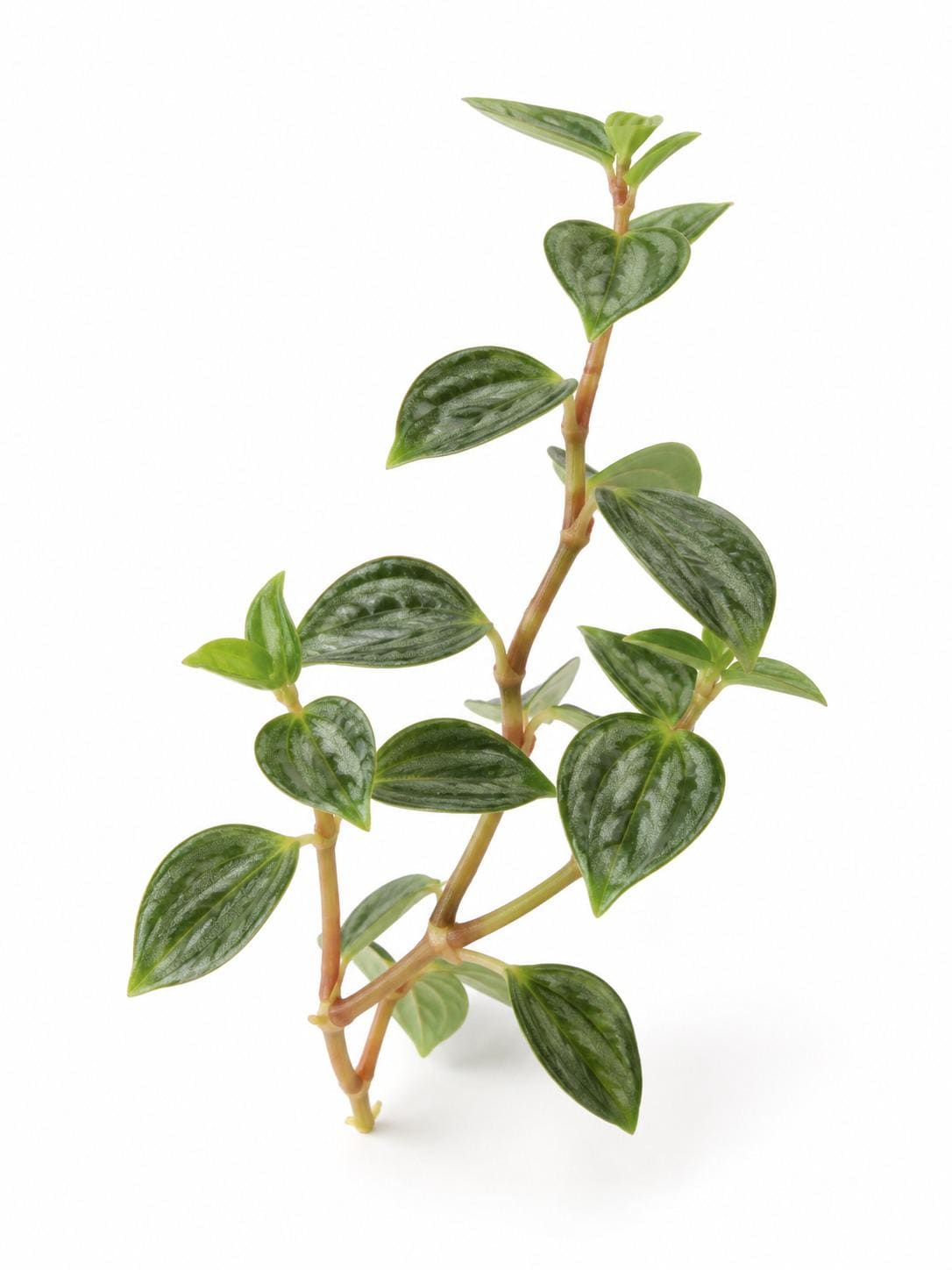 Peperomia Angulata cutting
