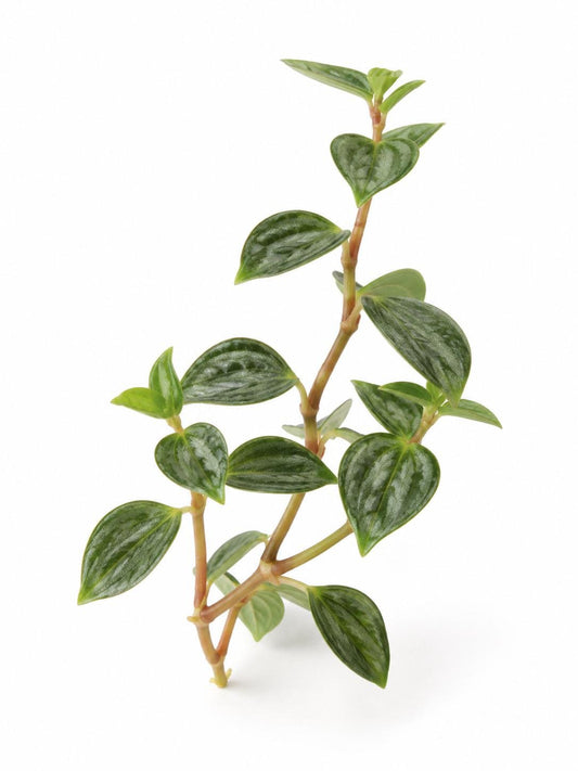 Peperomia Angulata cutting