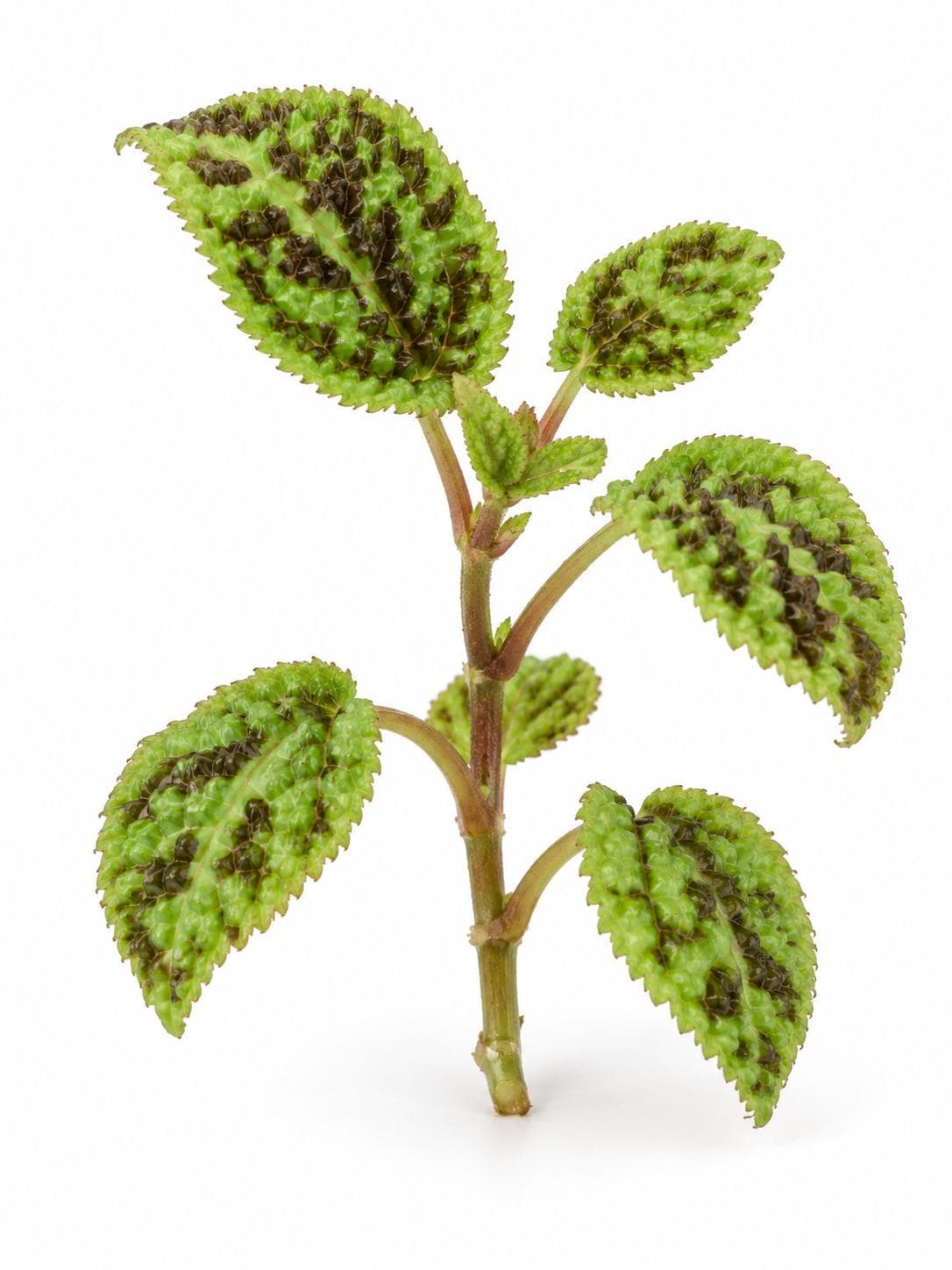 Pilea Mojito Cutting – photo 2