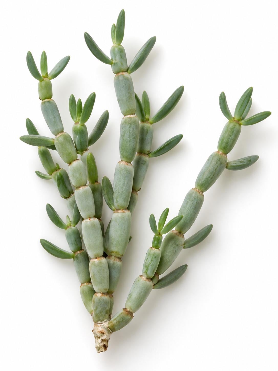 Senecio Articulatus cutting photo 2