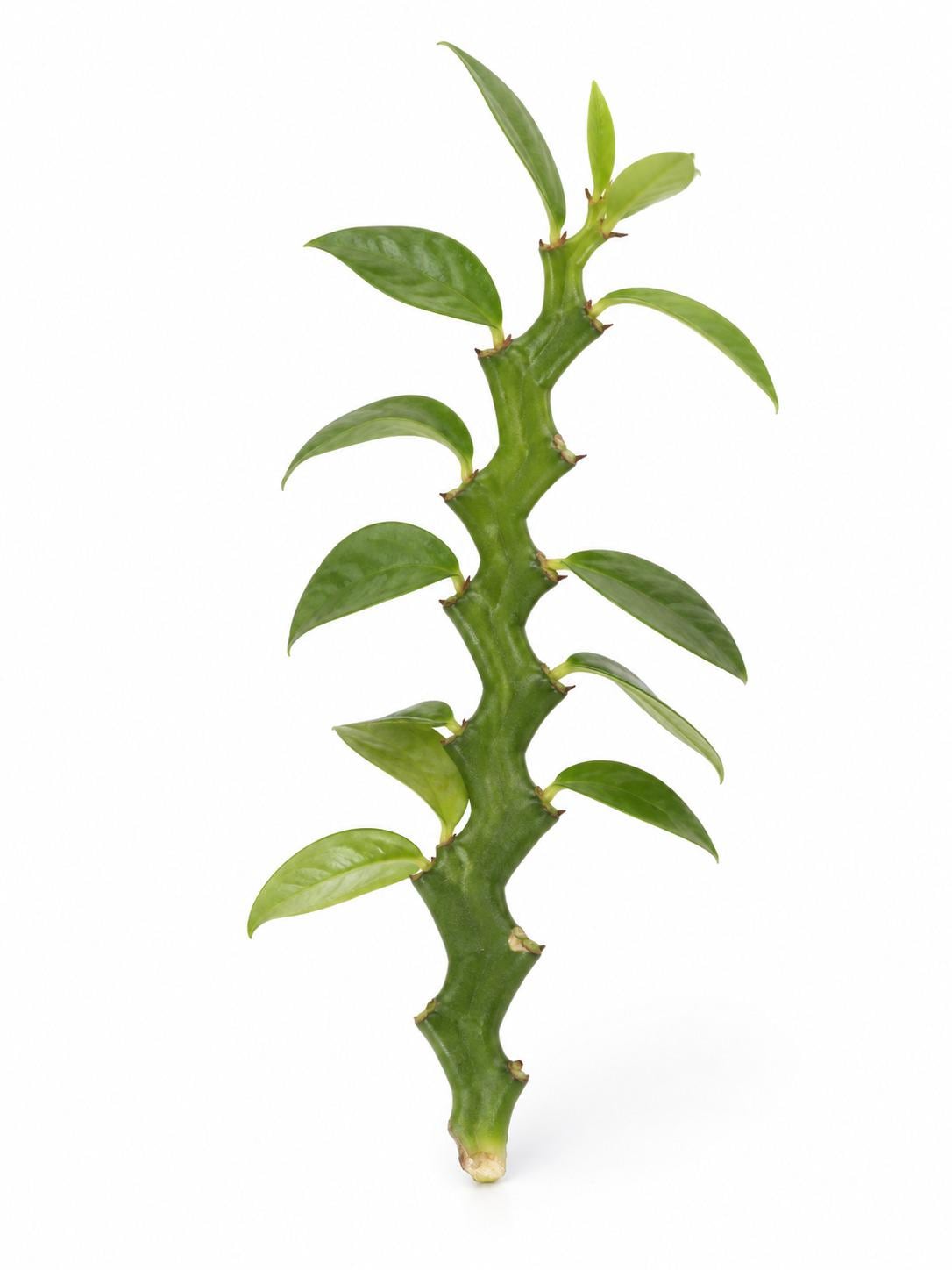 Euphorbia Tithymaloides cutting