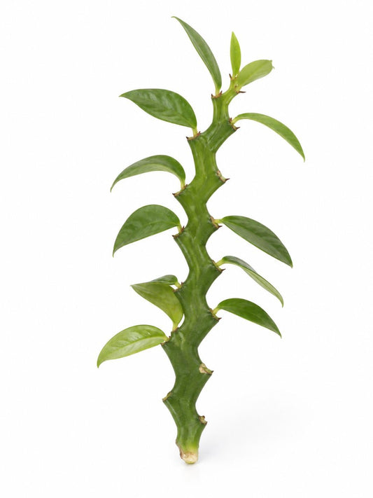 Euphorbia Tithymaloides cutting