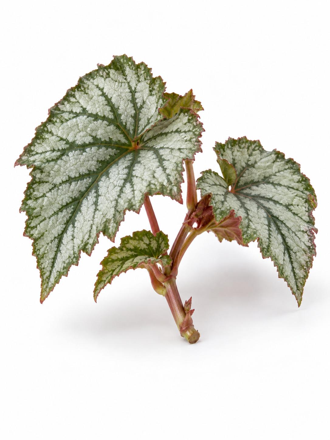 Begonia Silver Cutting – photo 2