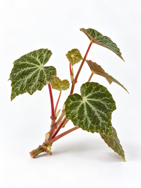 Begonia Prismatocarpa cutting
