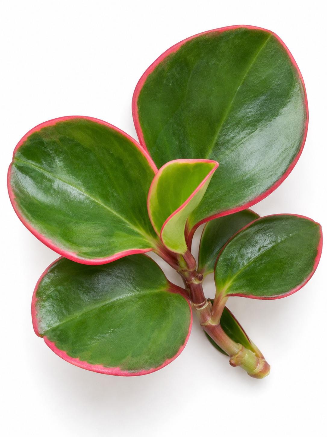 Peperomia Clusiifolia cutting photo 2