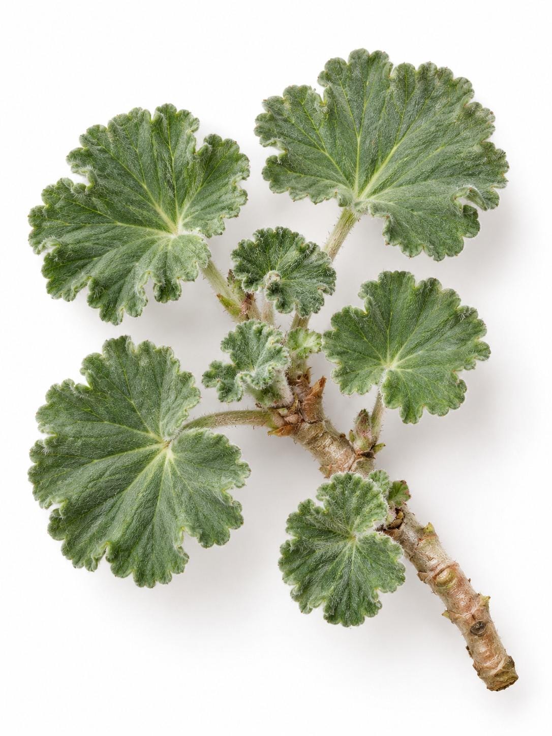 Pelargonium Siboides cutting photo 2